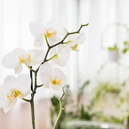 House Canteras Castillo De La Luz *