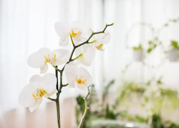 House Canteras Castillo De La Luz *